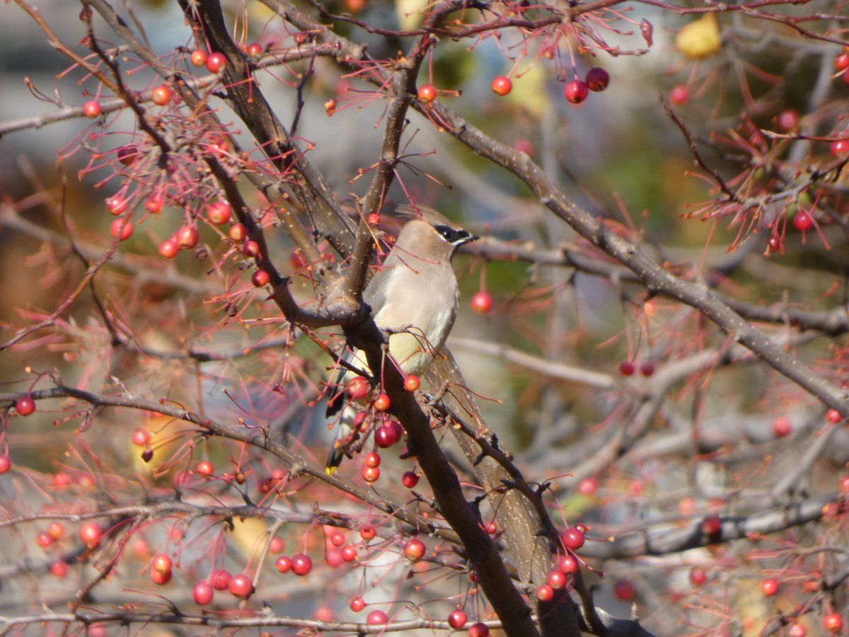 il218Rina's tweet photo. One of my favorites of all time, Cedar Wax Wings on the west side of Central Park scouting berries #birdcp #birding https://t.co/mlDRUrEIUp