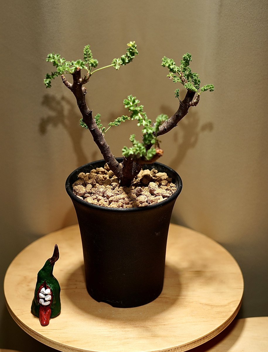 プのユーフ マダガスカル原産 bye bye 小鉢bonsai スパポダ I1hBH
