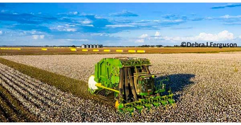 Cleveland on Cotton: On-Call Sales Continue to Feed Raging Bull rlm.ag/1SSXPa