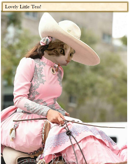 Angelajester2's tweet photo. Meet the riders of the Escaramuza Pink Team!!! @BellaBengalCat @kirstym53 @thecatscastle  #mrwuggums https://t.co/qyhaSZL0YY