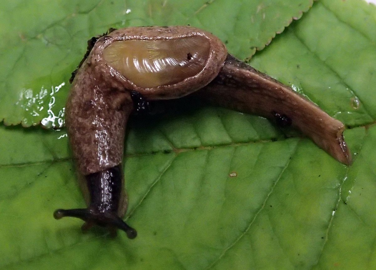 What can we do to raise awareness and lower risk from a globalizing foodborne parasite that now thrives in tropical areas of 5 continents? Here more from "Accidental Host - The Story of Rat Lungworm Disease" producer Claire Panosian #TropMed21 #IamTropMed iamtropmed.org/blog/2021/11/2…