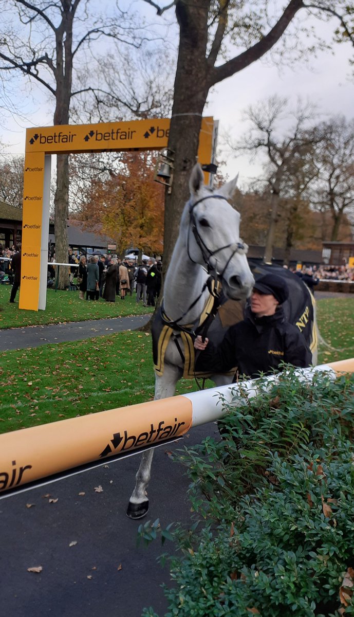 Bristol De Mai
He's so noble looking, still a champ 💚
#BetfairChase