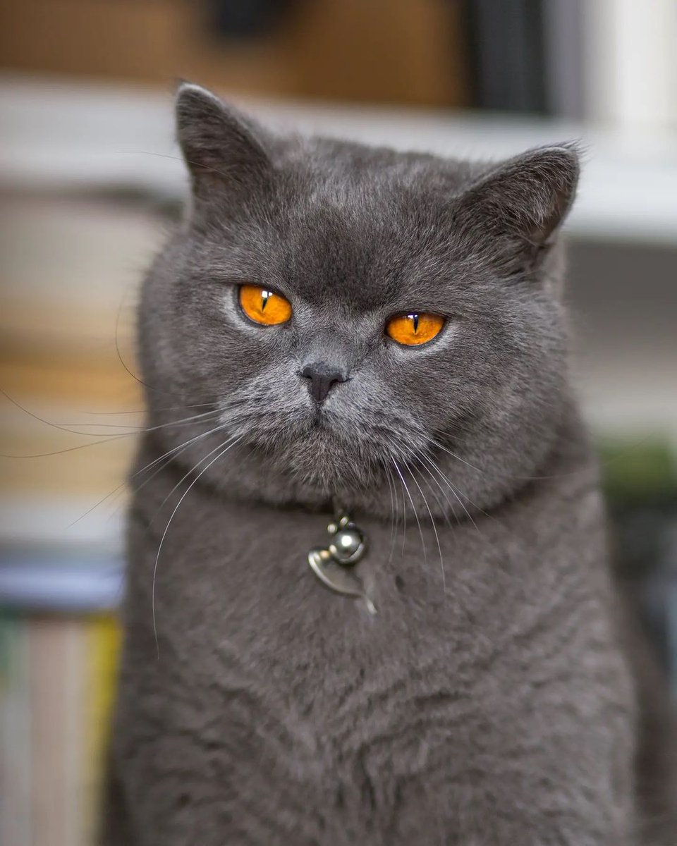 HepperOfficial's tweet photo. "You can't be serious right meow..."
photo via @kirk_the_cat

#hepper #CatsOfTwitter #cats #CatsofTwittter #catsofinstagram #catstagram #CatsLover #catsoftwitteer #British #short #hair https://t.co/UPxDBzmF4K