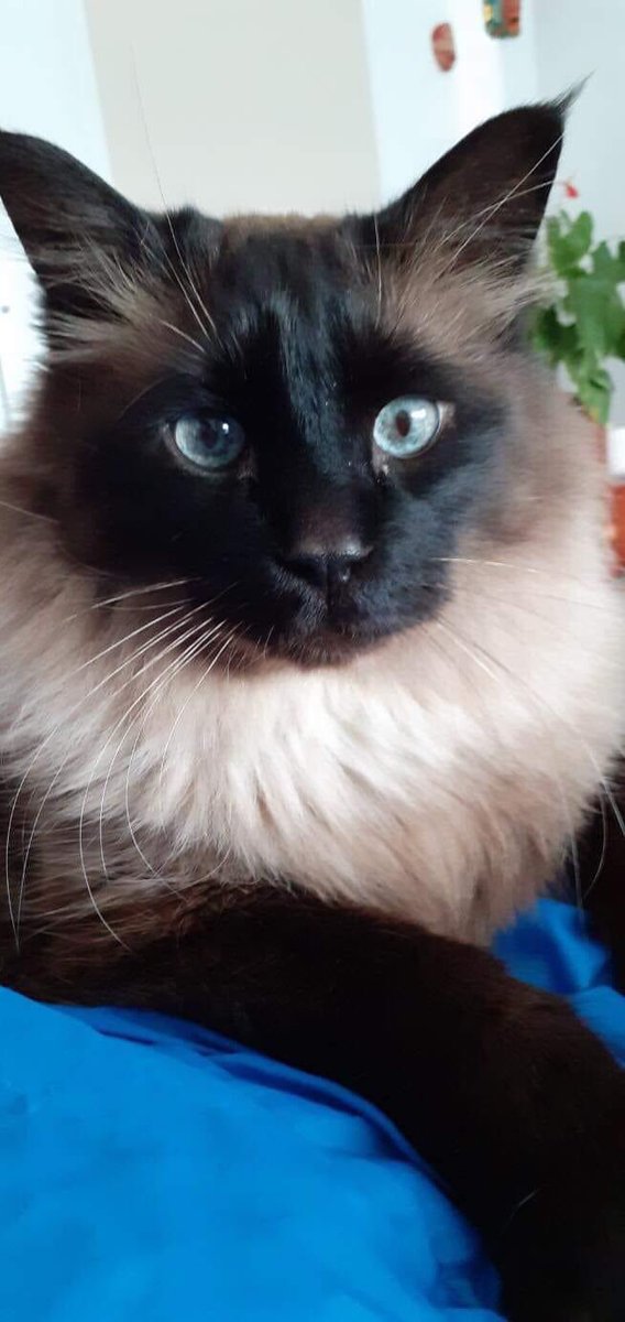 UnNidAToit's tweet photo. #adoptionresponsable 
Zébulon est une merveille de ragdoll de 13 ans dont la maîtresse est gravement malade.
Zébulon a besoin d'un nid douillet pour y retrouver un cocon...
Contact par messenger @UnNidAToit  Corse https://t.co/htCuAezS8P