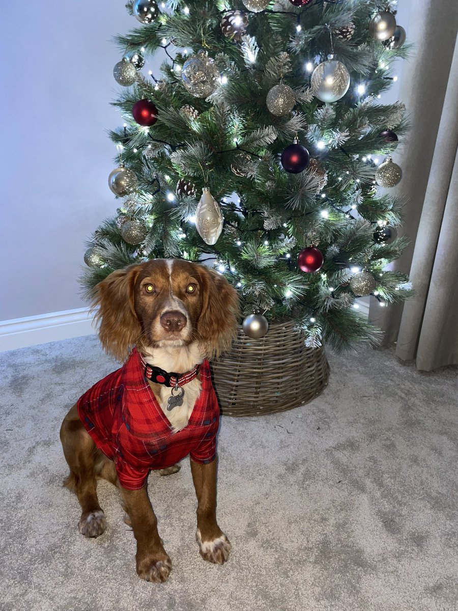 Christmas came early in our house🎄🎅🏻⛄️🐶