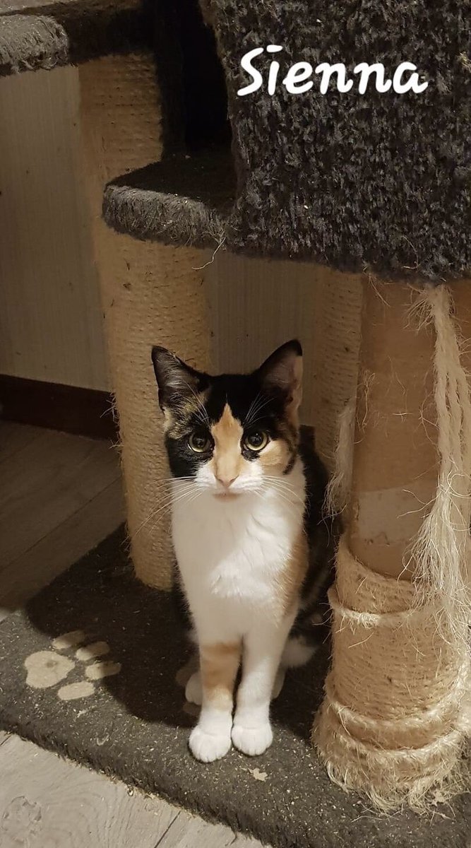 UnNidAToit's tweet photo. A L’ADOPTION
Vienna, Susanna, Alinéa 
Et plus timides Carrie Ann et Sienna,

Elles sont toutes, sans exception,  absolument belles. Elles ont 6 mois environ et sont stérilisées. 

#adoptionresponsable contact par messenger @UnNidAToit Corse https://t.co/HtjoBwsa3a