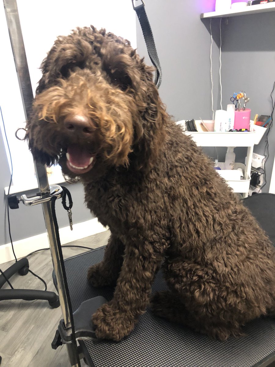GeorginaW27's tweet photo. Oh so adorable Teddy 🤎🤎 #labradoodle #doggroomer #cute #Sheffieldissuper #lovechesterfield https://t.co/Y1RnpdsScR