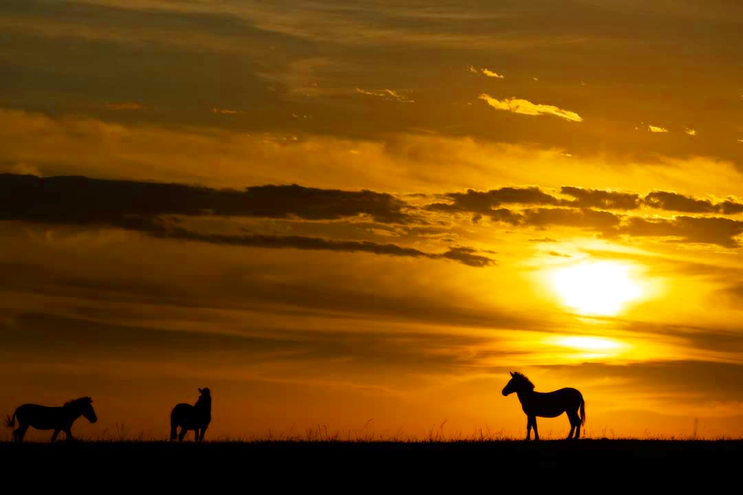 nimtreeWildlife's tweet photo. #Sunrise and #Sunsets in the land of #bigcats are simply amazing.

Captured on the recent trip to Masai Mara

#wildscapes #zebra #pano #panorama #wildlifephotography #wild #photosafari #safari #photographer #kenya #Africa
#migration #sillehoute #nikon #canon #landscapephotography https://t.co/Ng85Sd8P9i