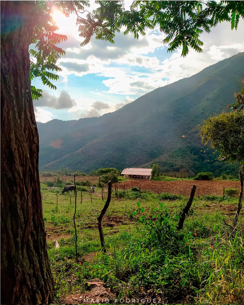 majarobi's tweet photo. Esta temporada volví a mi tierra y retome una página en instagram donde tomo fotos 📸 de mi Pueblito Carache-Estado Trujillo, pasen y dejen su ❤️ https://t.co/51e32RDDrb https://t.co/Jy0U4OUJF2