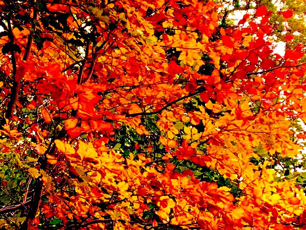 The woods near me are breathtaking #autumnleaves #Autumn #beauty