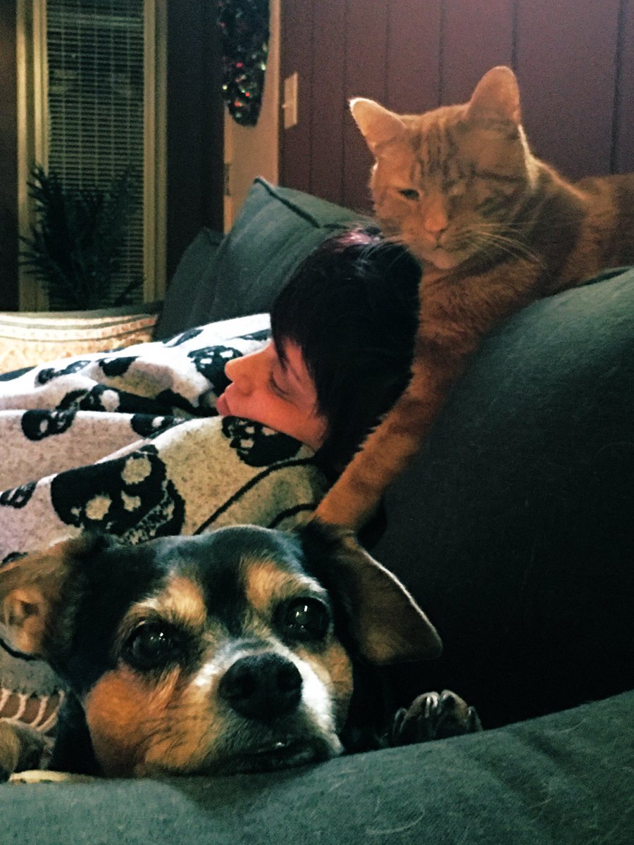 BuggleJ's tweet photo. Saturday afternoon cozy time watching @BarRescue #Karloff 🐶 and #Taffer the one eyed one fang cat 🐱…. Yes named him after @jontaffer 🍾 https://t.co/9e9lRseD14