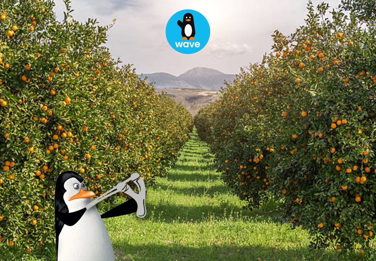 fanswavemali's tweet photo. 🚶🏾♂️🐧
#FansWaveMali https://t.co/uXOH6Bzhde