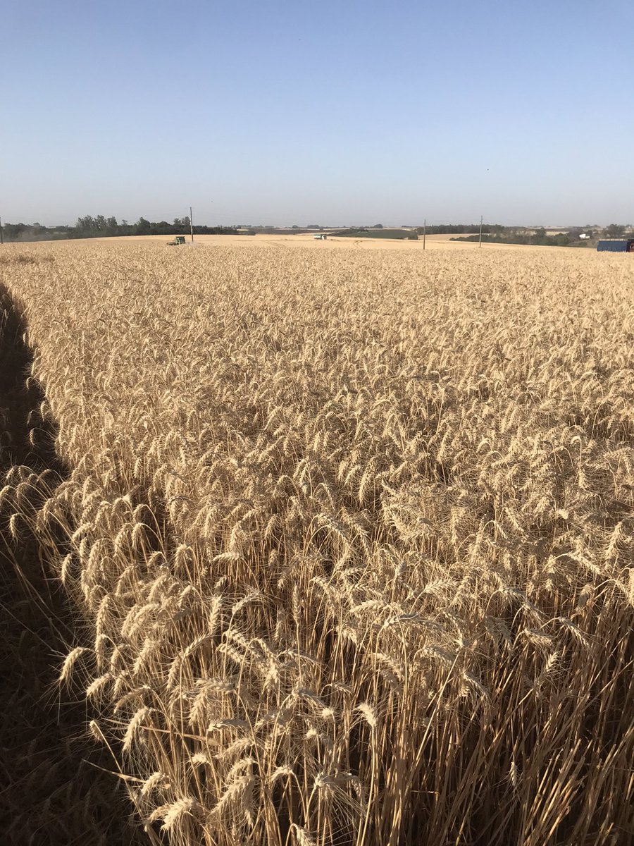 psaa_8's tweet photo. Largó la trilla del #SYN211
A esperar el dato de rendimiento.. Calidad del grano excelente! https://t.co/UJ4pbSDegx