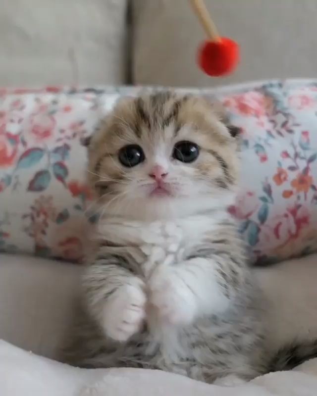 смешные котята. котята милашки. милый котик. смешные котята. маленький котенок.