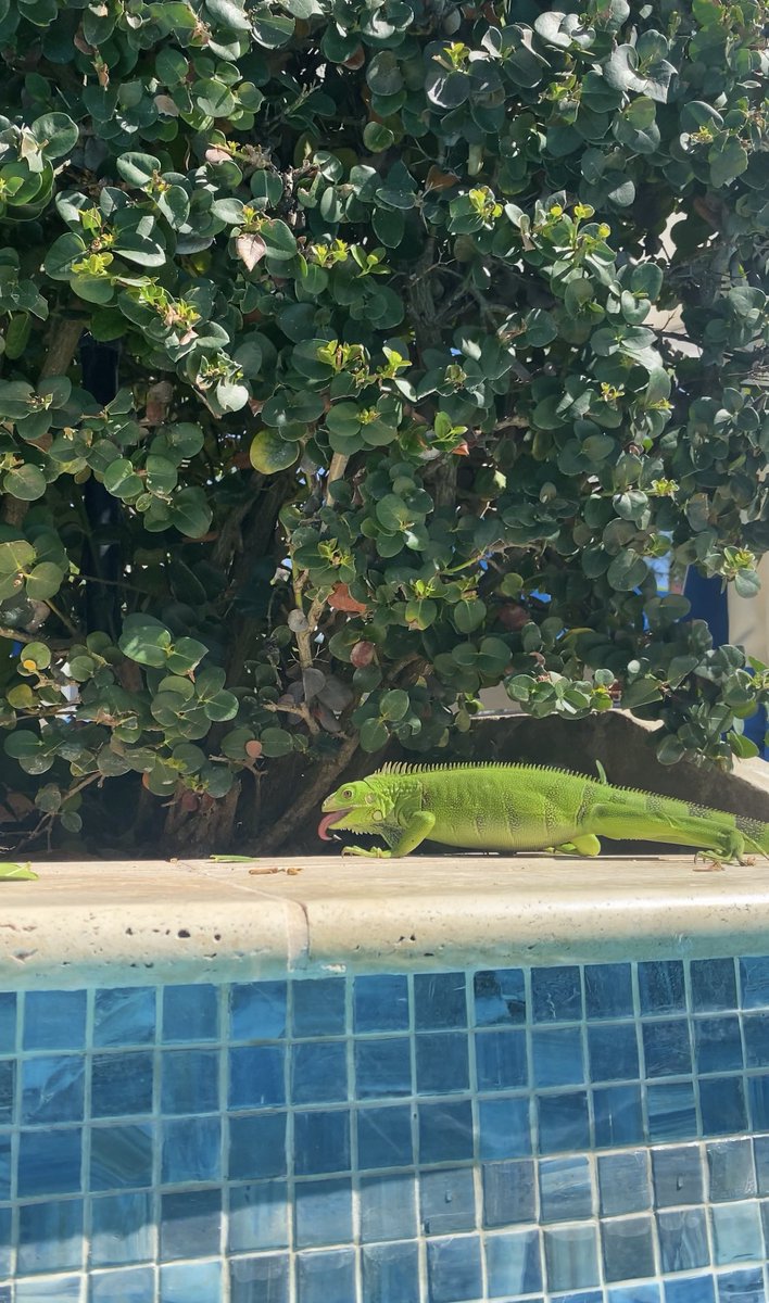 Iggy the poolside iguana has clearly been learning a lot from all the talks on sexual pleasure #SSSS2021