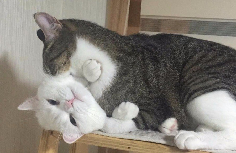 кот кусает кота за холку. кусачие коты. котята с мамой. кот кусает кота за холку. котенок кусает.