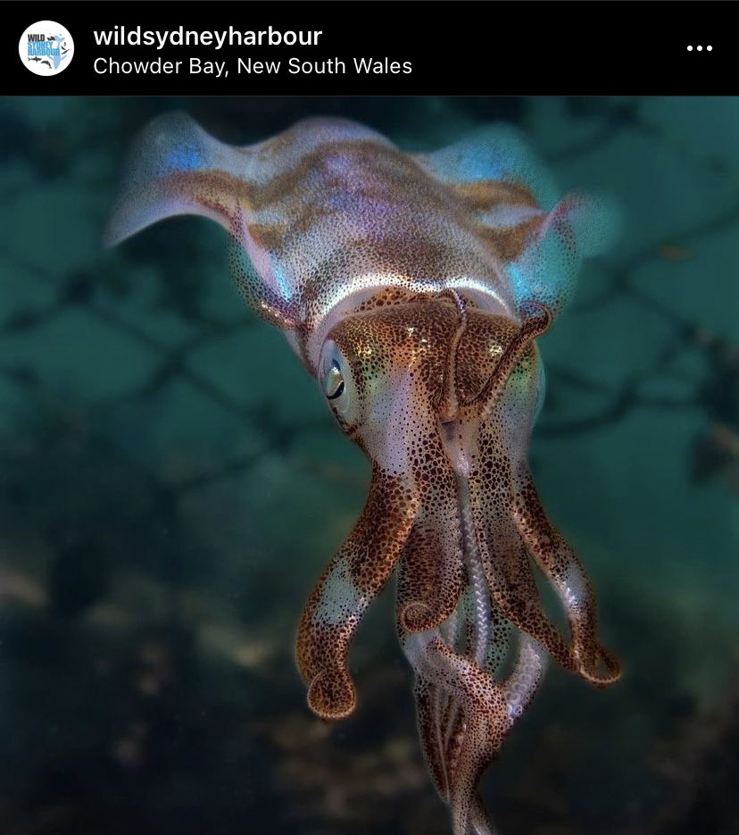 Wildsydharbour's tweet photo. Spotted by @ellygearing in Clifton Gardens. Squid 🦑 playing the squid game…

This iridescent beauty was hunting small fish along the net-line at #ChowderBay. 

Have you seen anything wild in #Sydney Harbour? Tag us @Wildsydharbour 
#wildsydneyharbour 

#citizenscience #scicomm https://t.co/Y9OSSYnWVS