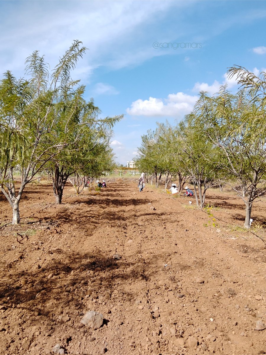 sangramARS's tweet photo. #Emblica officinalis or Aonla or awala a fruit crop for drylands grows @ICAR_NIASM #Baramati The NA series (6, 7, 10) varieties recommended to dry regions. It has potential to yield 40-50 kg fruits per tree under extreme conditions.
#fruits #icar #agroforestry https://t.co/L7KdxmSQj8