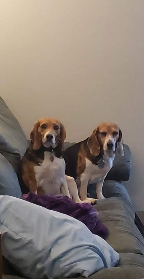 BlaisdellRawk's tweet photo. @KeithGrant09 I'm just here to say I love beagles and I miss the shit out of mine 😭
#beagle #beagles #beaglebutt #deployment #deployedlife https://t.co/M6B9RC1hmb
