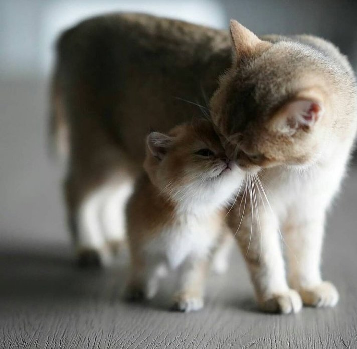 UsaPersianCatL1's tweet photo. #CatsOfTwitter #CatsOnTwitter #CatsofTwittter #CATGIRLCOIN #catlover #catsofinstagram https://t.co/SS6nEiYCci