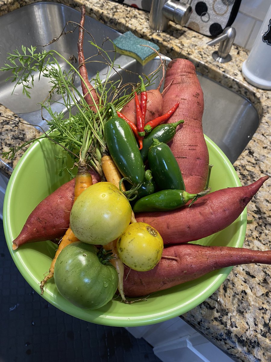 authorkwalters's tweet photo. Picking my fall harvest. Dont they look beautiful? Im not a great #gardener, but this year we tried a #gardenbox and we had a great crop! #shouldbewriting #writerslife #gardening #fall #outdoors #food #natural #fresh #grow #harvest #veggies #peppers #carrot #sweetpotato #yard https://t.co/LoMYwtNvKn