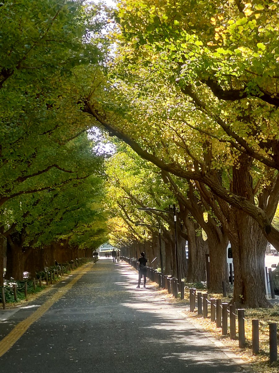 nomoto3's tweet photo. 左、今日の銀杏並木。右、昨年の風景。
静かなあの頃がチョッと懐かしい気もする…😔 https://t.co/Npr5dL8yIT