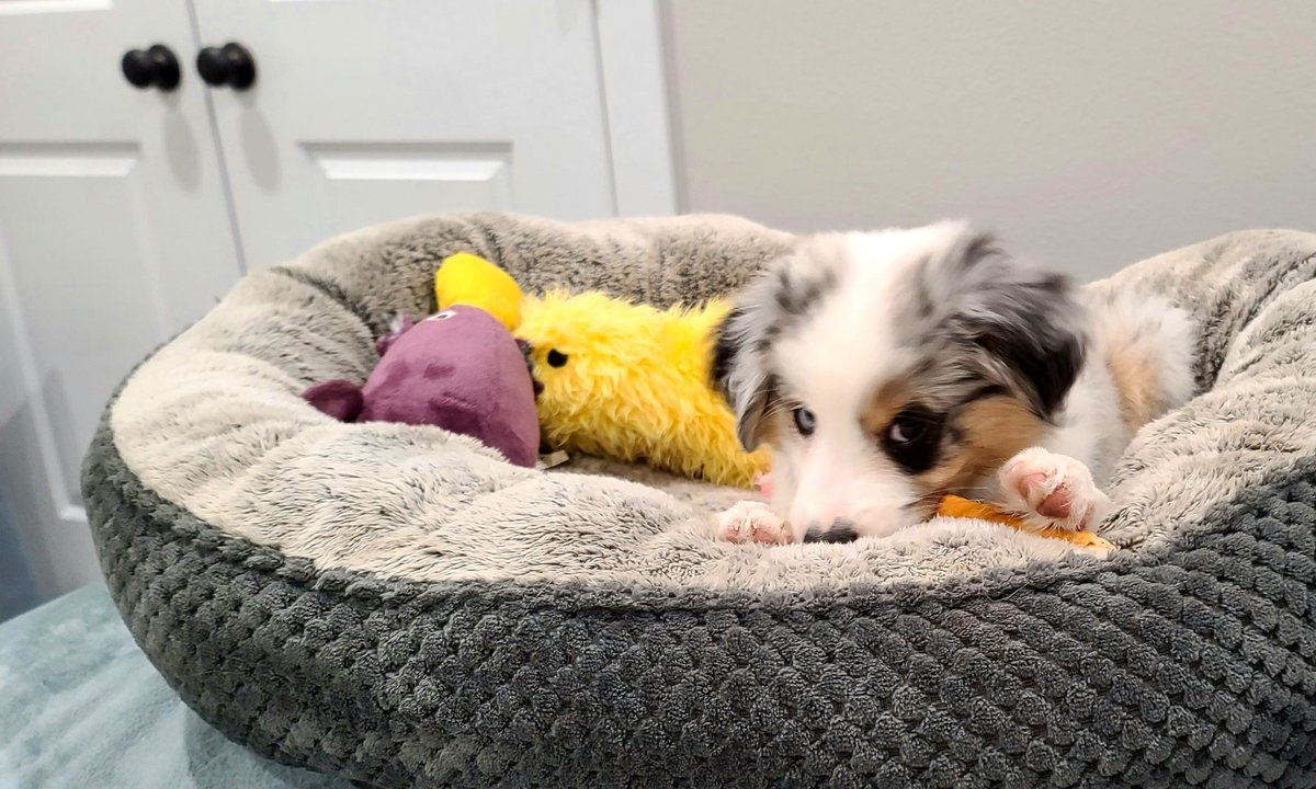 Okay I think I finally found a bed I like