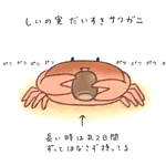 サワガニは椎の実が大好き？あげてみたら離さなかったw