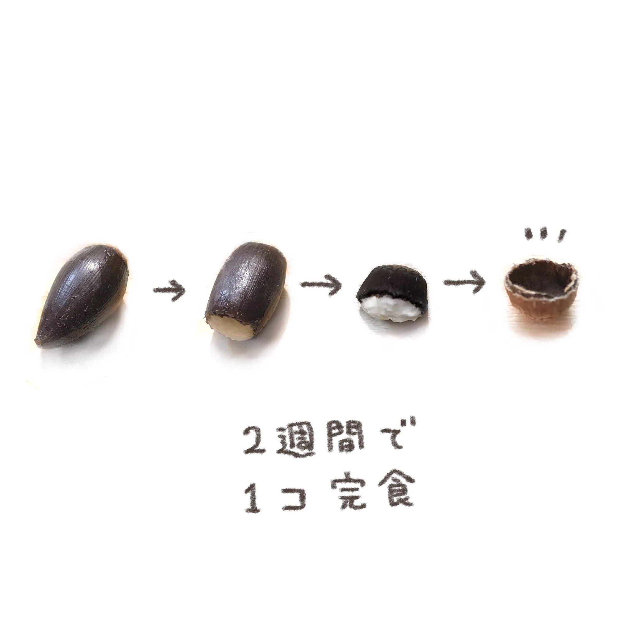 サワガニは椎の実が大好き？あげてみたら離さなかったｗｗ