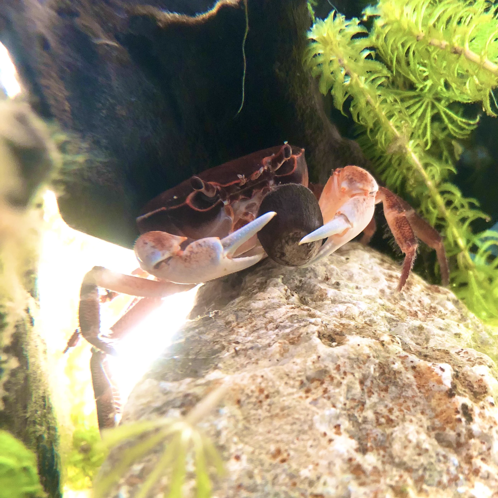 サワガニは椎の実が大好き？あげてみたら離さなかったｗｗ