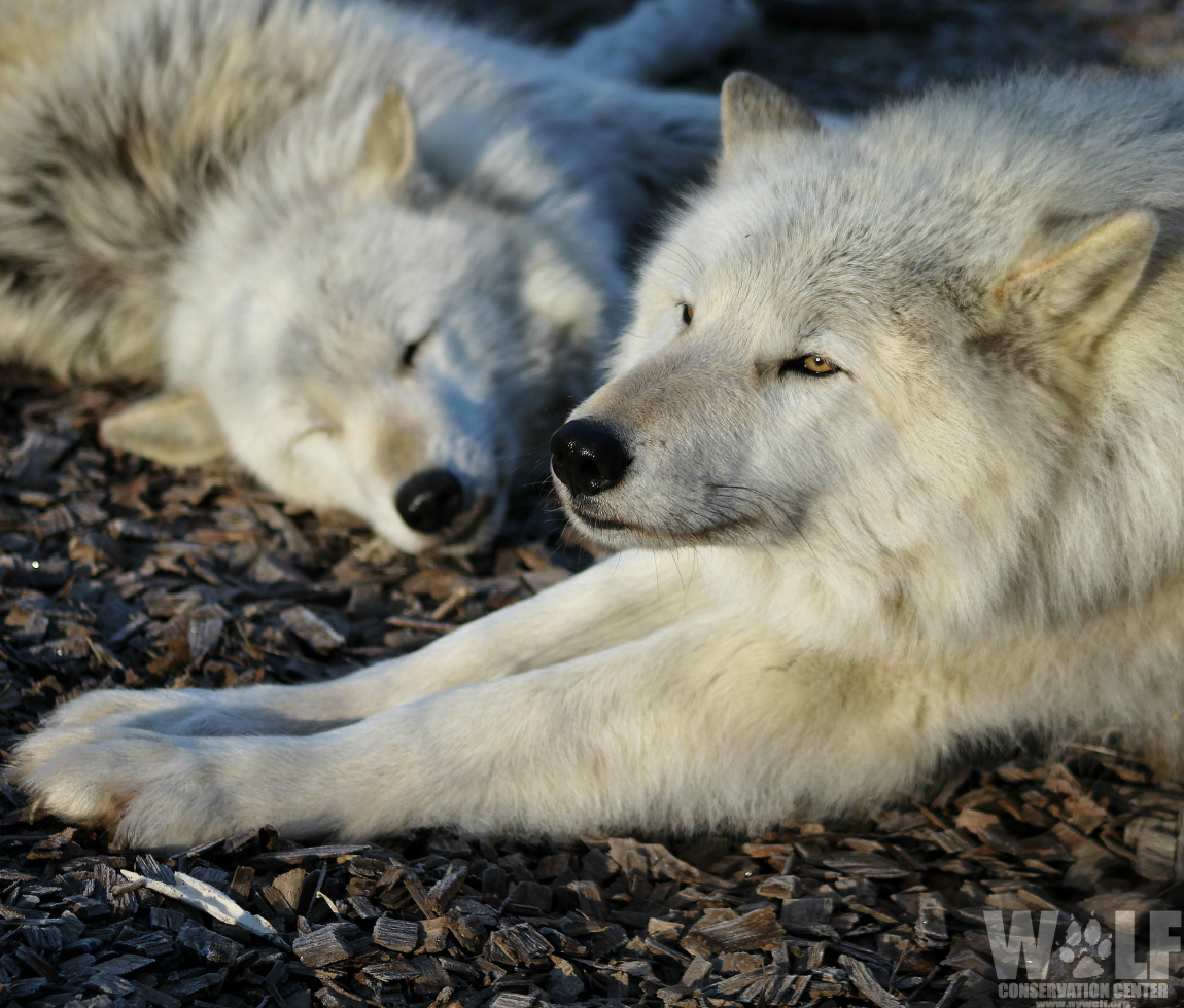 nywolforg's tweet photo. Sometimes the most productive thing you can do is relax 🐺 https://t.co/rY4K8SXyOS
