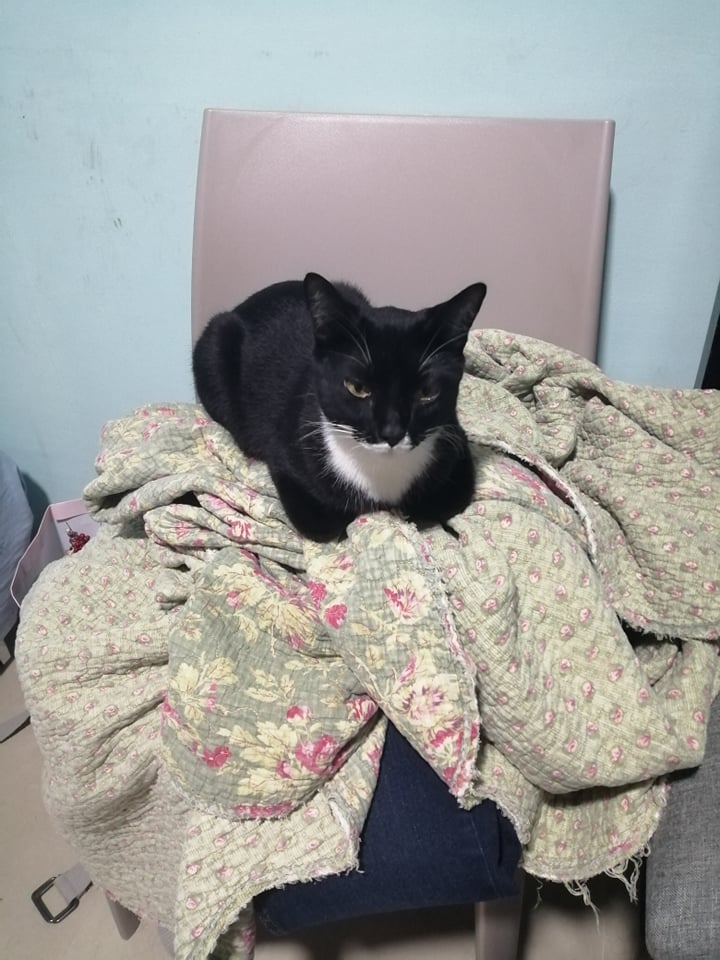 GothanV's tweet photo. @moricalliope My gorgeous Ramona doing what she does best: being a loaf of bread https://t.co/SbZvm9zAOv