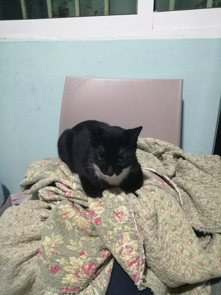 GothanV's tweet photo. @moricalliope My gorgeous Ramona doing what she does best: being a loaf of bread https://t.co/SbZvm9zAOv