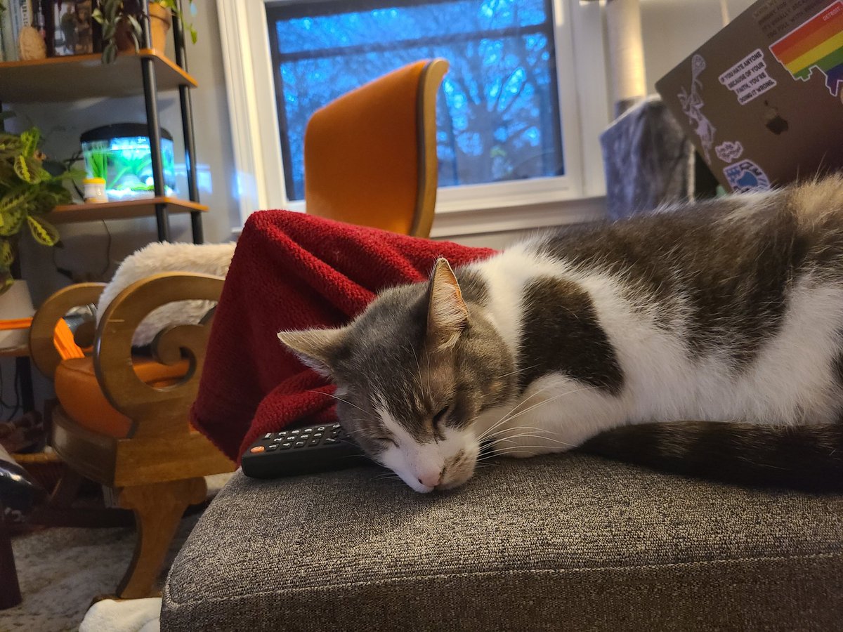 A continued saga of #PatchesPillows: a TV remote. It's actually quite cozy and gets me lots of coos of attention and pets from my mom's for being so cute 🥰 #Caturday
