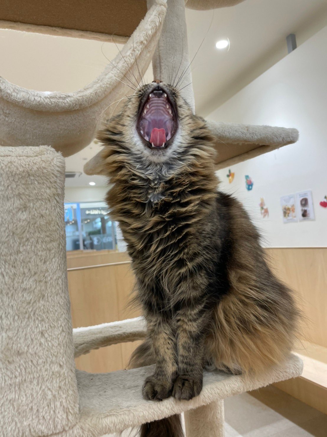 Moff Animal Cafe イオンモール成田店 Moff Narita Twitter