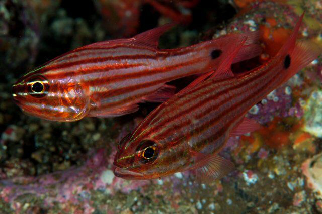 BMartin_sci's tweet photo. #fish123...11! The Candystripe Cardinalfish (#Ostorhinchus_endekataenia) is a tropical mouthbrooding species.

endekataenia means "11 bands" referencing the longitudinal stripes 🍬🍬
📸Izuzuki https://t.co/WcNq3ZX2QA