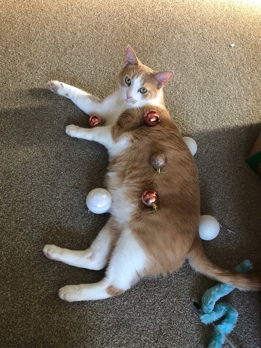 We’re decorating Nemo the Christmas tree 😆😆😆