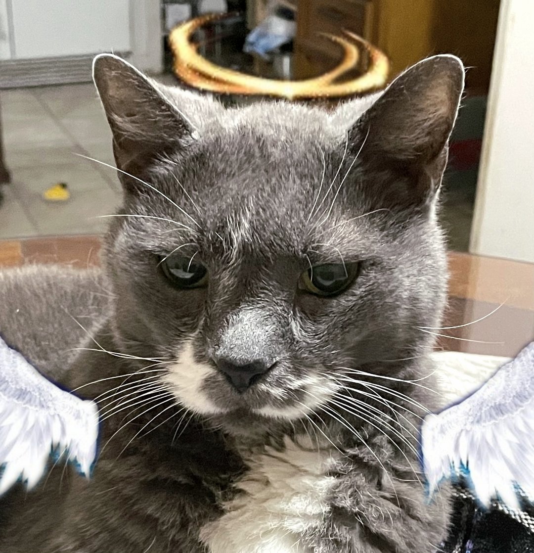 SnowFairy29's tweet photo. @RatBoyCurry @lbcoyote #RIPBT 😌🙏💙🌈🐈‍⬛ https://t.co/5cwPtPK9We