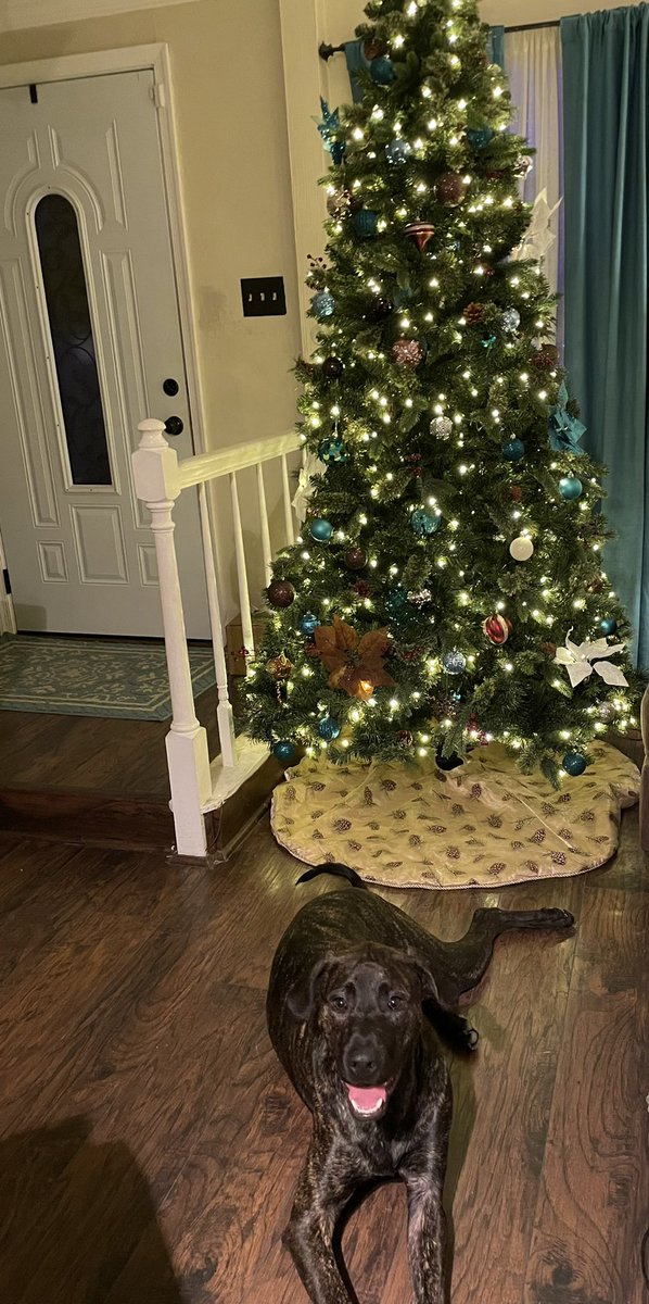 NpTrauma's tweet photo. Ready for the holidays! 🎄 https://t.co/KTWv9EMONE
