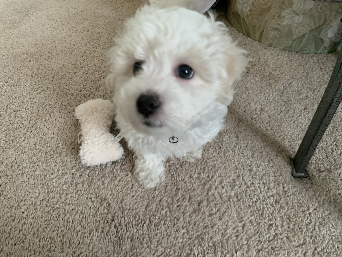 ProfMariaBoyd's tweet photo. Hi Twitter! Meet my new pup, Margaret! https://t.co/OY7sfw8uka