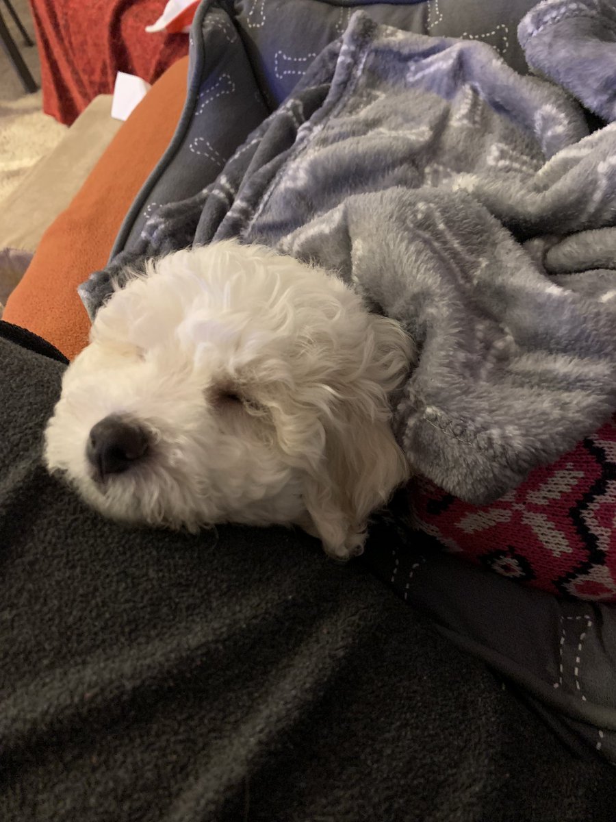 ProfMariaBoyd's tweet photo. Hi Twitter! Meet my new pup, Margaret! https://t.co/OY7sfw8uka
