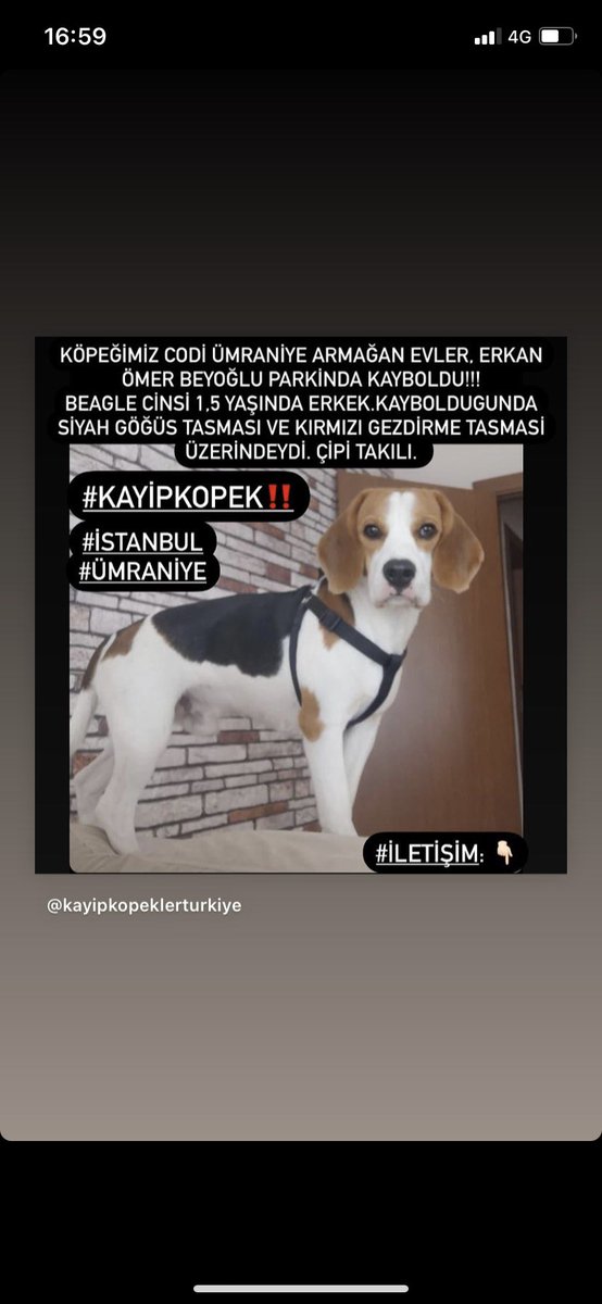 cglsyl's tweet photo. @kazakerkegi Köpeğimiz Codi Ümraniye Armağan Evler, Erkan Ömer Beyoğlu parkinda kayboldu!!!
Beagle cinsi 1,5 yaşında erkek. Kayboldugunda siyah göğüs tasması ve kırmızı gezdirme tasmasi üzerindeydi. Çipi takılı. 
İletisim : 0554 457 89 87
#kayıpköpek #ümraniyekayıpköpek https://t.co/fpp6vZIbaL