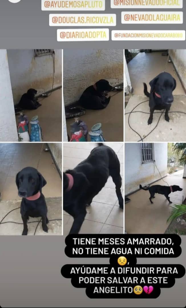 Está en Catia La Mar - Marapa Piache Reporta <a href="/elsyecarolina/">Carolina Mendez</a>: Necesito que le den RT a este caso por favor URGENTE a este caso para evitar que muera de hambre