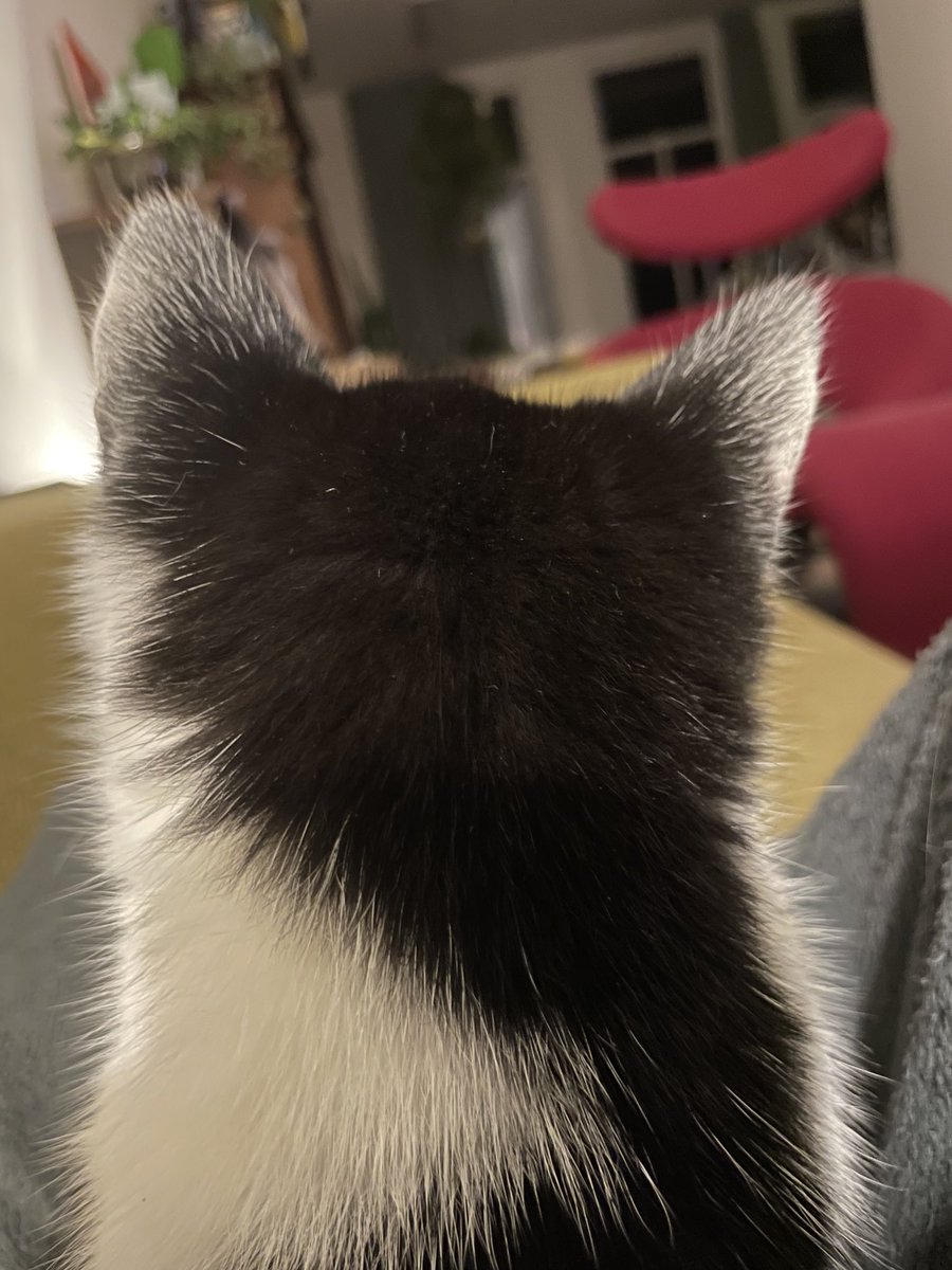 Rigt's tweet photo. Zaterdagavond #catsview https://t.co/Ux4JGIIl8x