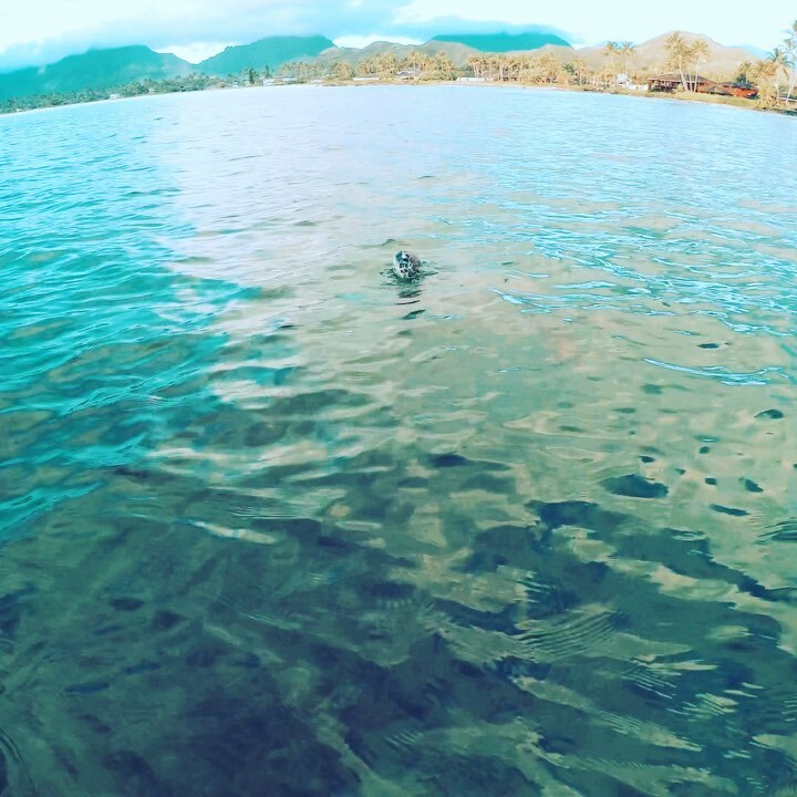 VickiYu's tweet photo. Happy Saturtleday 🐢
#TheSameHonuIveMetBefore #seaturtle #standuppaddling #SUPBoard #paddlingdogs #dobermanmom #surfdog #dogsonpaddleboards #paddleboarddog #dogsthatpaddleboard #standuppaddleboarding
#paddlingdogs #SUP #suppaddle 
#paddleboarding #hon… https://t.co/1jF7e31FY2 https://t.co/oc3yjr1xLA