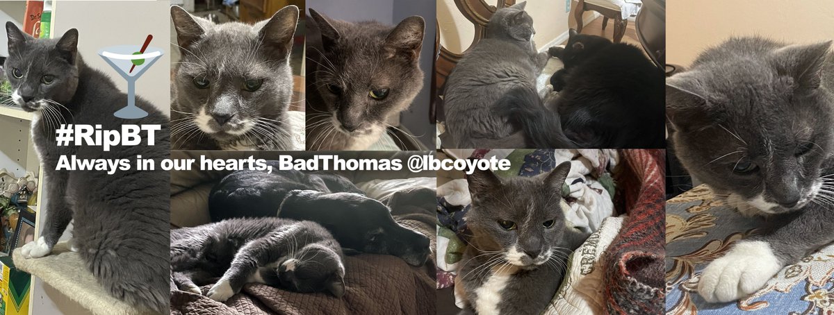 jens2763's tweet photo. @lbcoyote @RatBoyCurry @LyndelAndDaPips @AmbassacatBXL @MauSupercat @lufflyLu @DBRacingUK @jim73194352 @OscarFlaming @FinneganFinn1 @inster6789 @ConstBob @SiameseRescueUK @KendallAnnCurry @KeitherKeith @MeezerKats @4BabyPaws @shakir_wdg @MeezerMonty @LorraineB2112 I made a banner in honor of our bud BT...
#RipBT 🗡️🍸🐟 https://t.co/tJhsf2wBnt