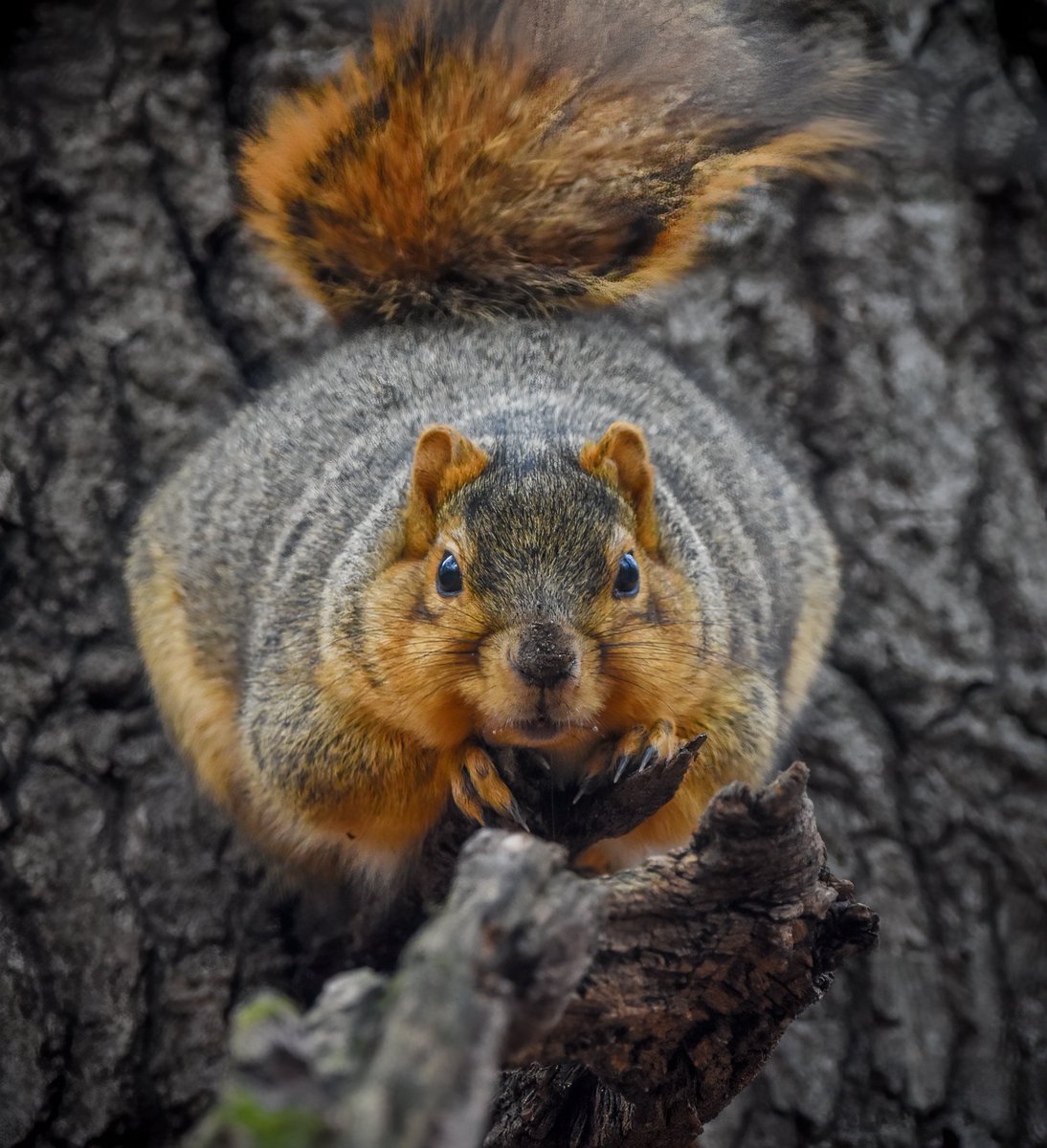 thegreenheron's tweet photo. "You're sooo lucky. I'd sooo jump on your head, but I ate one too many acorns. Urp."
#FoxSquirrel #GettingReadyForWinter #Squirrel #Wildlife #NatureLovers #Nature https://t.co/Tq9aUhDvgs