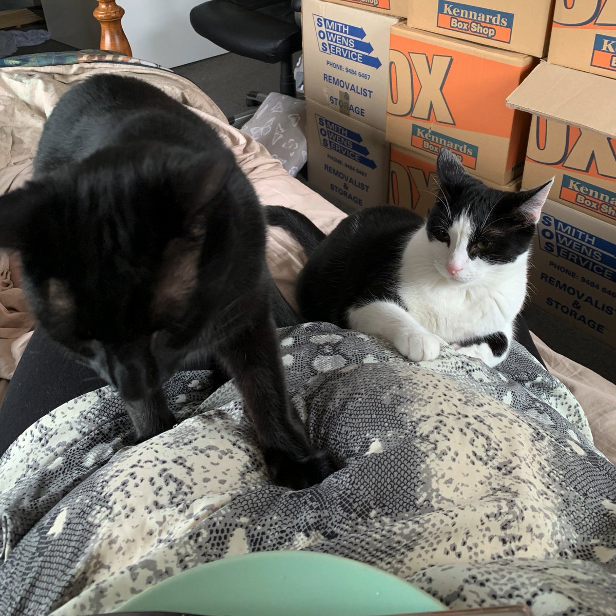 mimbles's tweet photo. I’ve already been out to take Cait to the shops but I’m not ready to be properly up yet so I brought my breakfast back to my room. It’s less relaxing than I’d hoped 🤣 #sebastianaral #jarvisgaleni Not pictured: #cuddlebugkiri trying to play with #matildaekaterin. Much commotion. https://t.co/dVyxaUbX9G