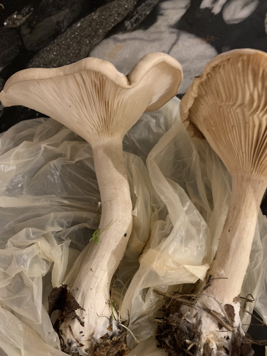 cherry_ugly's tweet photo. Having trouble identifying these monsters I think they’re either a common funnel or a cloudy funnel #mushroom #spore #fungi #forager #funnel #fungus #nature #poison https://t.co/aGRslKfsxH
