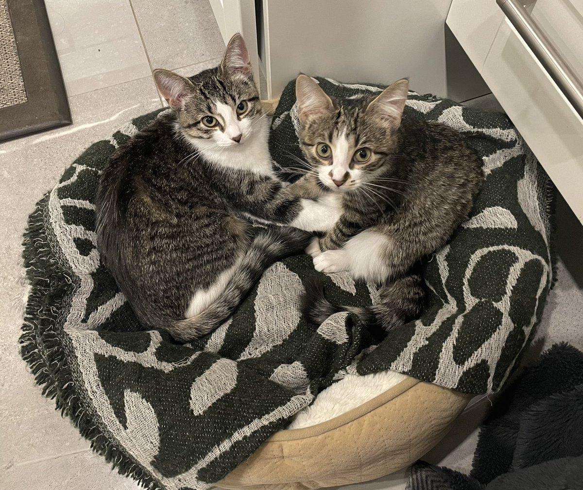 Dr. Christine Guptill (she/her) tweet media